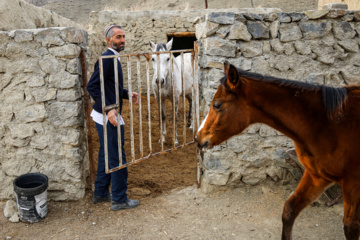 Caballo turcomano