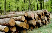 اداره کل منابع طبیعی فارس: باند قاچاق چوب جنگلی در شیراز شناسایی شد