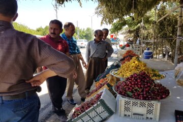 چراغانی گیلاس در شهر اشنویه