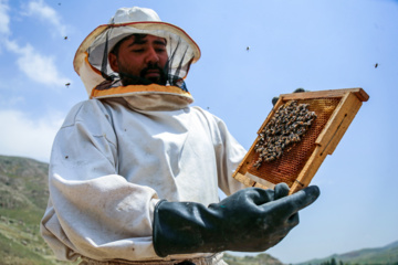 Bee  Breeding