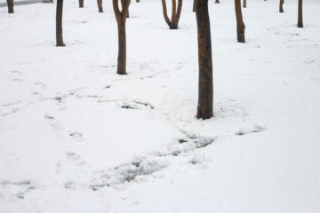 Les images des chutes de neige à Qazvin