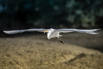 Birdwatching in Iran