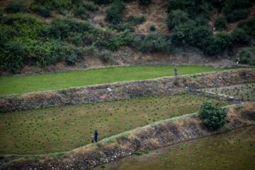 Terraced cultivation of rice in northern Iran