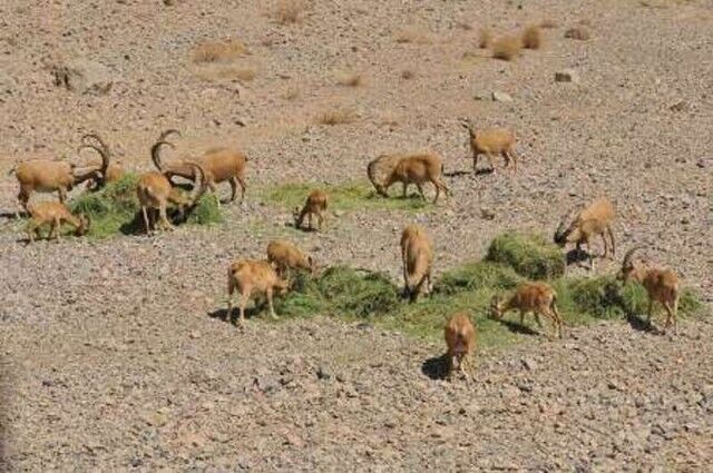 ۲۵ تن علوفه در زیستگاه‌های حیات وحش سبزوار توزیع شد