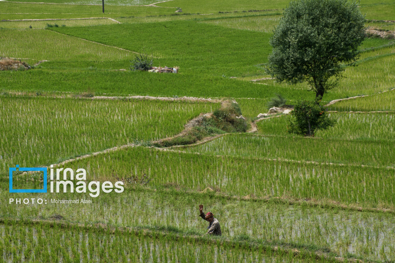 کشت پلکانی شالی در ارتفاعات استان گلستان