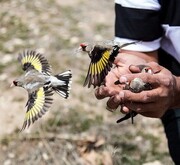 کشف ۱۴۰ قطعه سهره طلایی در پل سیمره ایلام