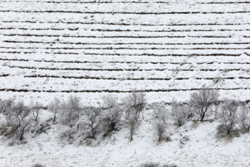 سپیدپوش شدن مناطق کوهستانی کردستان