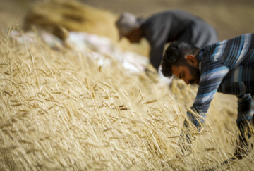 Traditional wheat harvest in western Iran