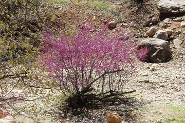 بهار زیبا در دره ارغوان