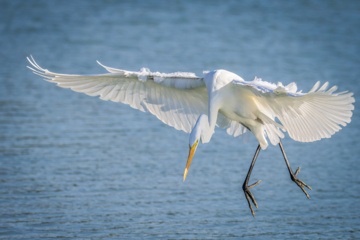 Birdwatching in Iran