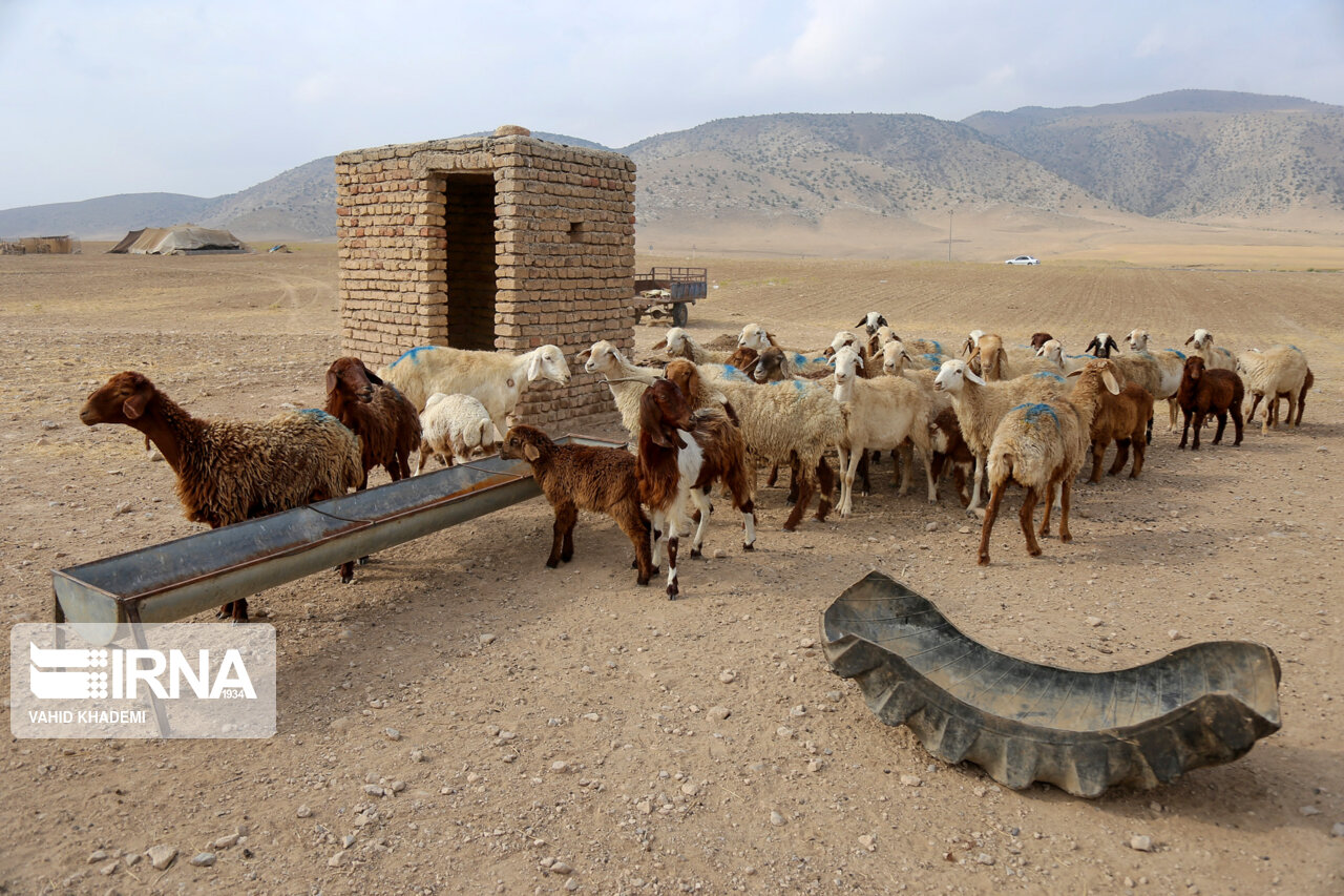 خشکسالی تولید شیر دامداران عشایر خراسان شمالی را ۳۰ درصد کاهش داد