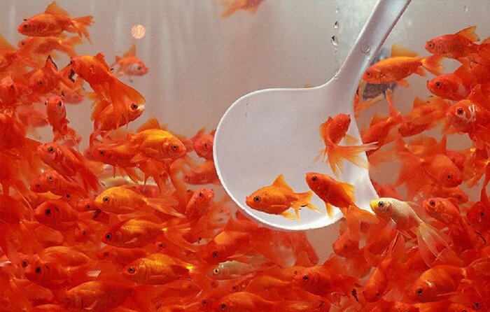آنچه در مورد نگهداری از ماهی قرمز باید بدانیم