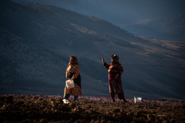 Cosecha de azafrán en el norte de Irán