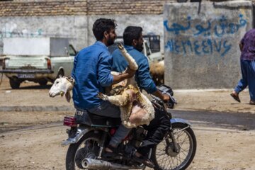 بازار فروش دام گنبدکاووس در آستانه عید قر بان