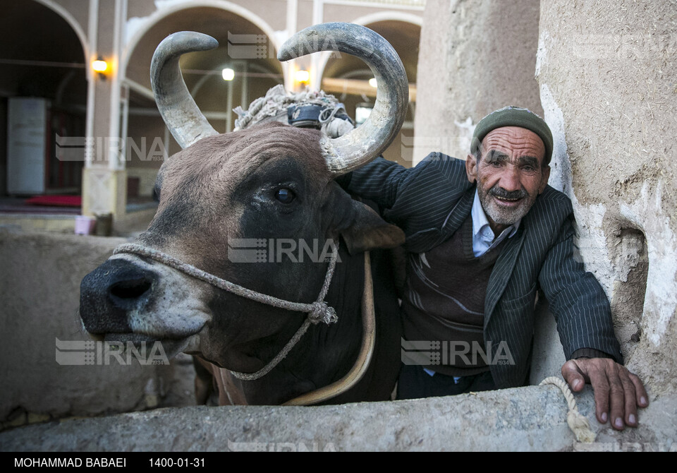 گاو چاه حاج‌ابراهیم