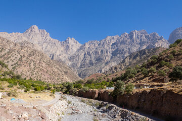 فصل برداشت انار در دهستان مشایخ چهارمحال و بختیاری