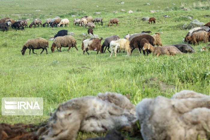 پادشاهی خشکسالی و لب‌های ترکدار مراتع استان مرکزی