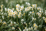 Ernte von Narzissenblüten in „Kazeron“