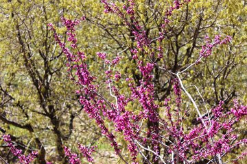 بهار زیبا در دره ارغوان