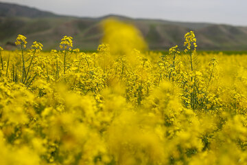 مزارع زیبای دانه روغنی «کلزا» در خراسان شمالی