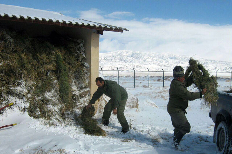 پهن سفره مهربانی برای آهوان زنجان 