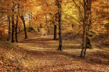 L'automne dans les forêts hyrcaniennes expose la magie de la nature dans chaque feuille. Le paysage intact et pittoresque de ces forêts en automne montre l'importance historique et la diversité végétale de ce trésor naturel iranien. 