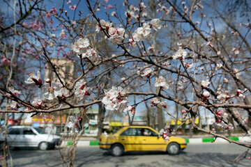 شکوفه های بهاری شهر کرمانشاه