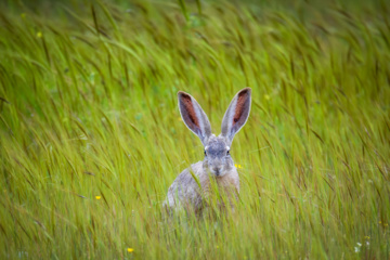 خوزستان کےعلاقے چمیم کی وائلڈ لائف- جنگلی خرگوش  (Wild Rabbit)