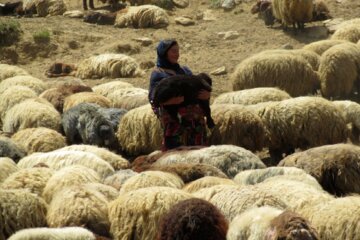 زندگی دلنشین عشایر اشنویه