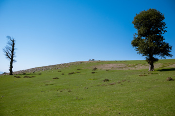 دشت مرکوه در استان گلستان