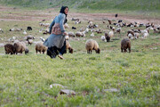 عشایر از  ۲۱ خرداد می توانند در مناطق سردسیر استان‌تهران اتراق کنند 