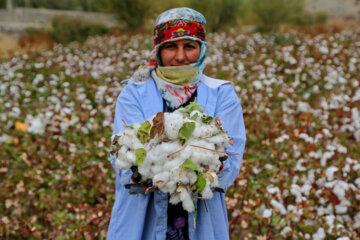 برداشت پنبه از مزارع خراسان شمالی