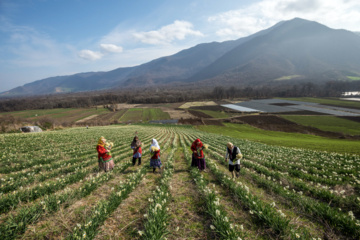 Iran : récolte des narcisses dans la province du Golestan 