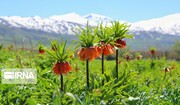 Reverse tulips in Orumiyeh, Iran