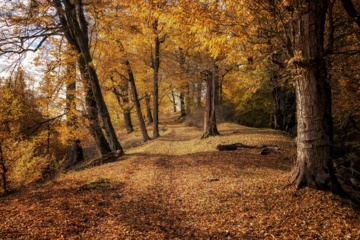 پاییز در جنگل‌های هیرکانی؛ تابلویی از تاریخ L'automne dans les forêts hyrcaniennes expose la magie de la nature dans chaque feuille. Le paysage intact et pittoresque de ces forêts en automne montre l'importance historique et la diversité végétale de ce trésor naturel iranien. 