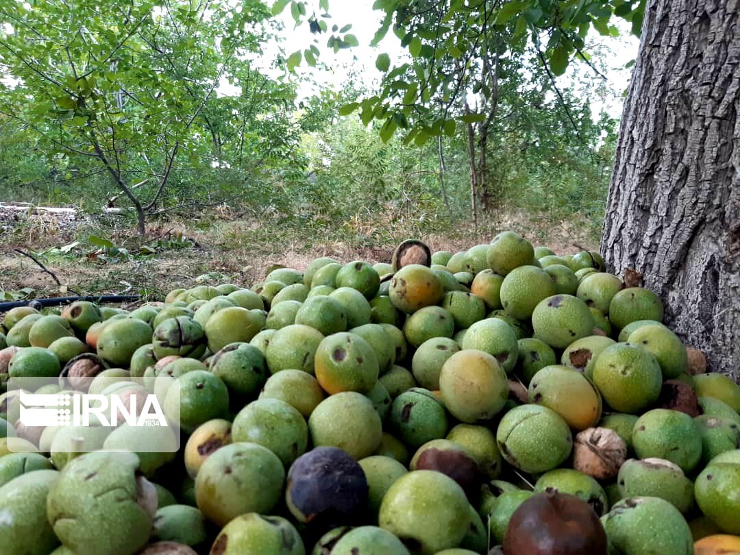 هشت هزار تن گردو از باغات استان قزوین برداشت می‌شود