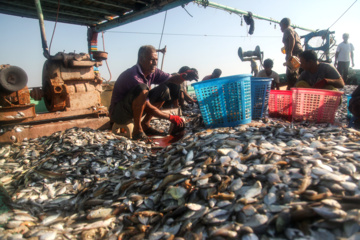 Pesca de camarones y peces en el Golfo Pérsico