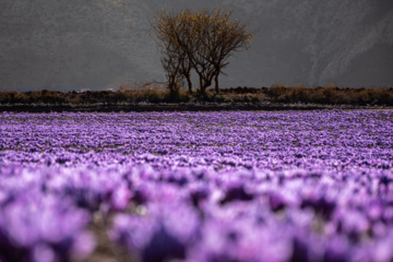 Cosecha de azafrán en el norte de Irán