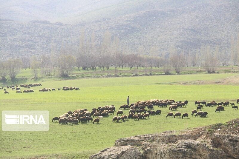  طرح ممیزی مراتع کردستان امسال به اتمام می‌رسد