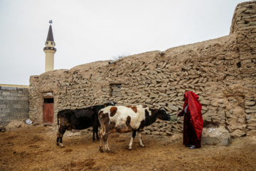 Caballo turcomano