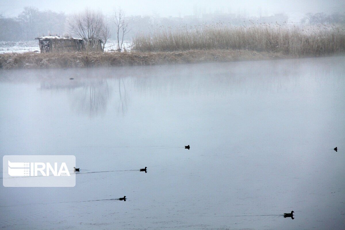 جان پرندگان سرما زده را نگیریم