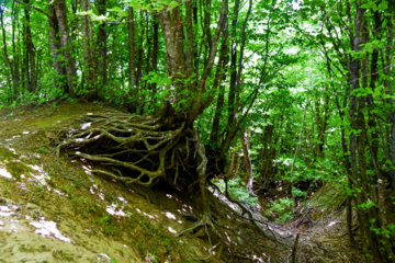 Balades et randonnées en pleine nature dans le nord de l’Iran 