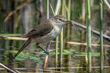 World Migratory Bird Day