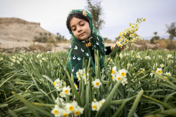 La récolte des narcisses en Iran 