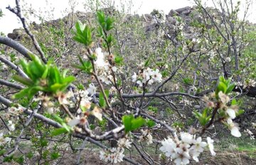 طبیعت بهاری قمصر کاشان