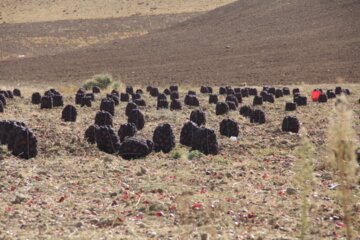 برداشت پیاز در میاندوآب