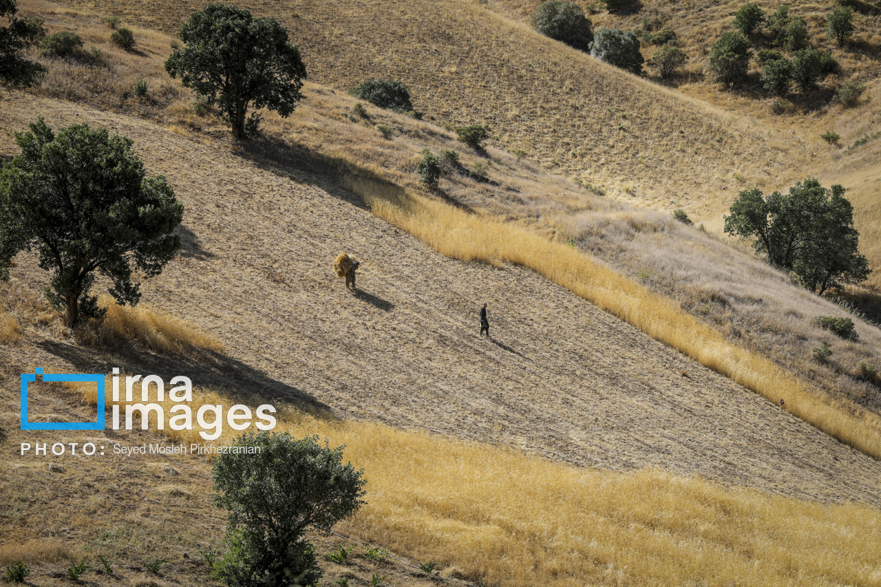 برداشت سنتی گندم از مزارع کردستان