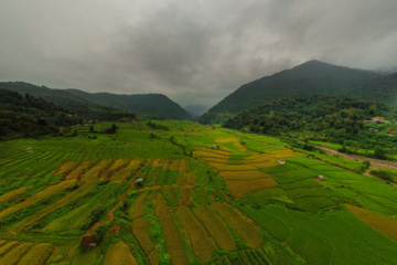 آتش در کشت‌زار