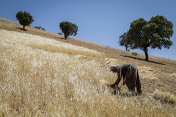 Traditional wheat harvest in western Iran