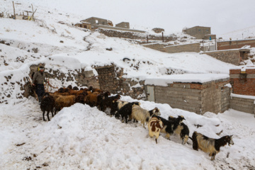 بارش برف زمستانی در روستای اسکندان اسکو